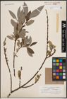 Foto von Salix cinerea L. x Salix phylicifolia L.